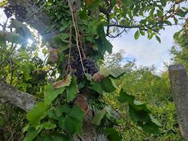 гр. Варна, м-ст Манастирски рид